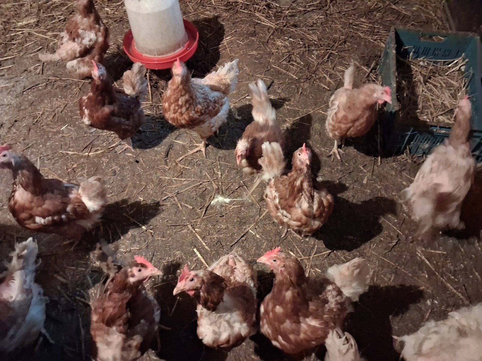 soepkippen, Dieren en Toebehoren, Vrouwelijk, Kip