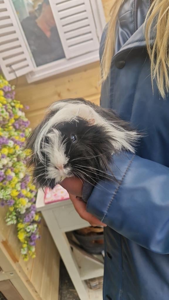 Cavia zeugje peruviaan bijna 4 maandjes en lief!., Dieren en Toebehoren, Januari, Vrouwelijk, Cavia