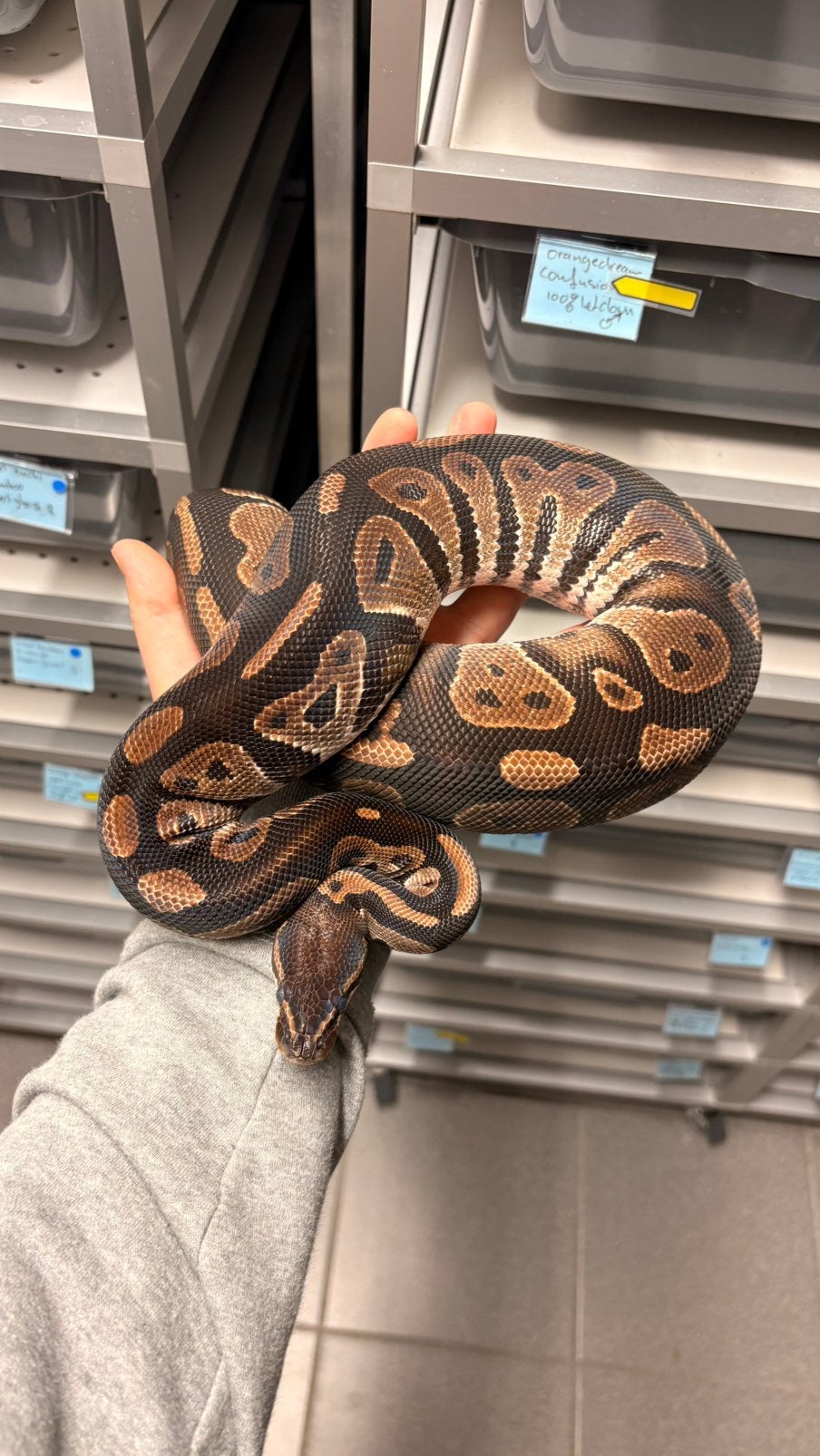 Black head 100% het desert ghost ball python Ball Python photo 3