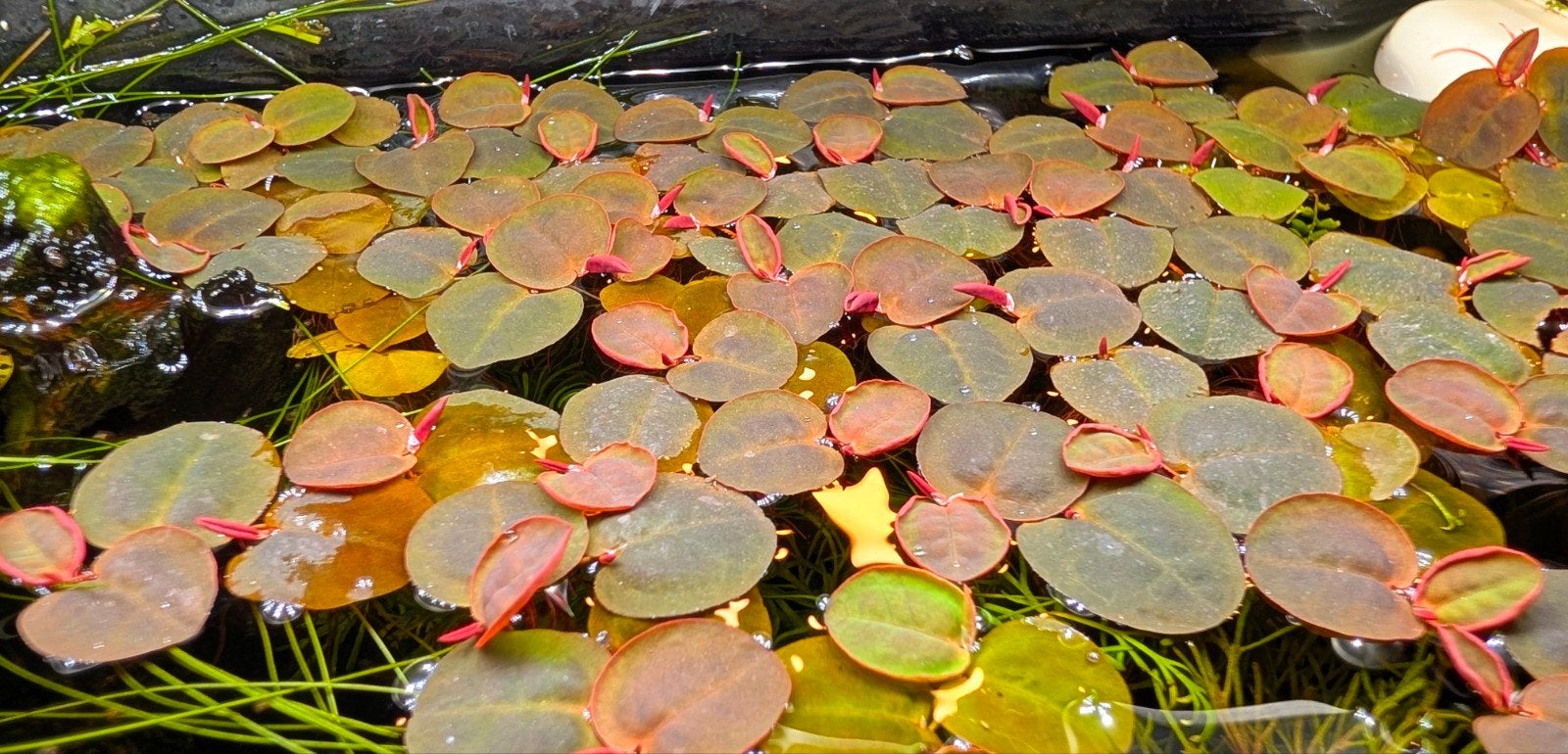 Aquarium drijfplant - Red Root Floaters, Ophalen, Nieuw, Plant(en), Steen of Hout