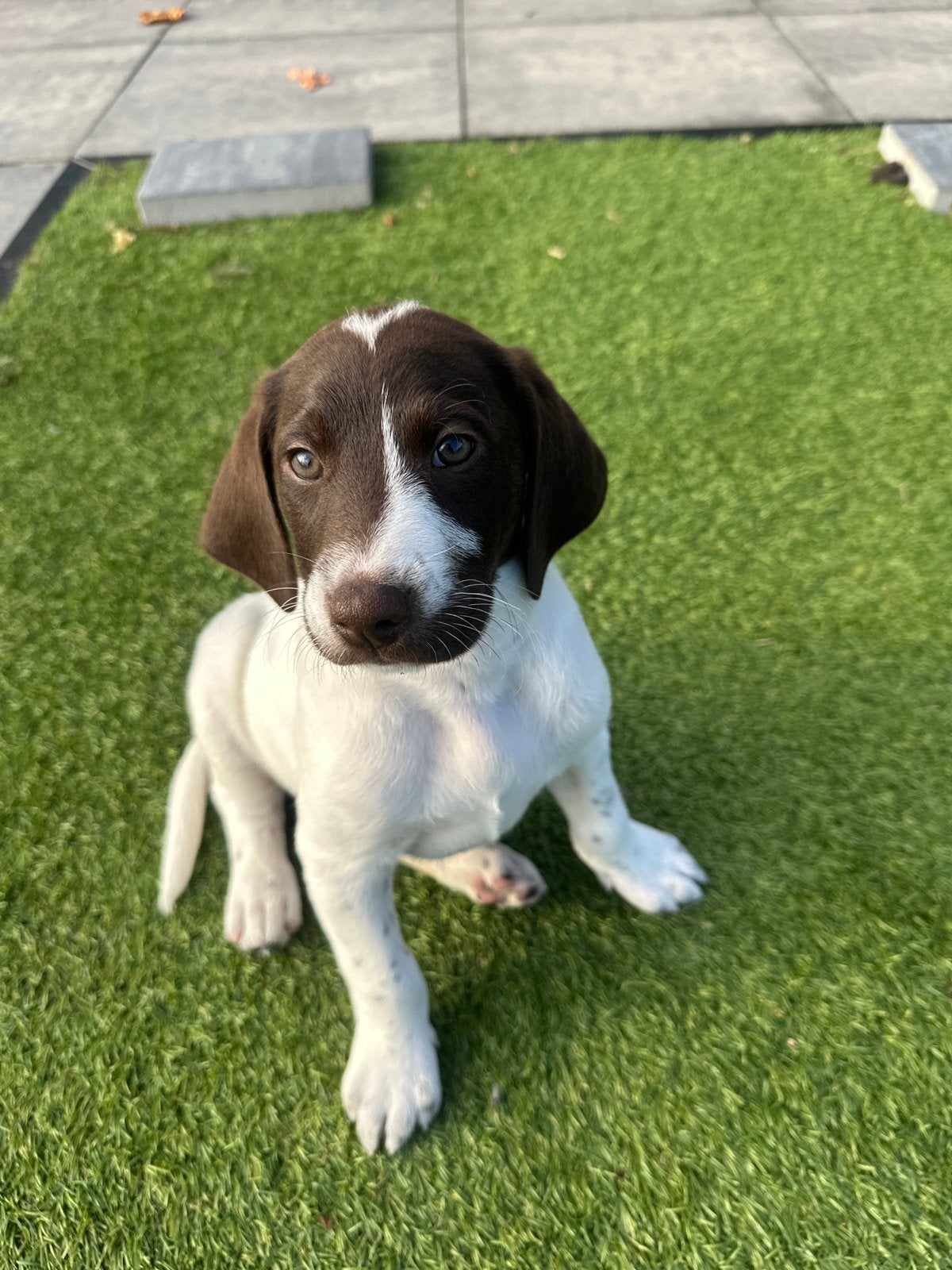 Duitse Stadoodle F2 reu Bowie – bruinbonte pup  Labradoodle, Reu, CDV (hondenziekte), 8 tot 15 weken, Eén hond