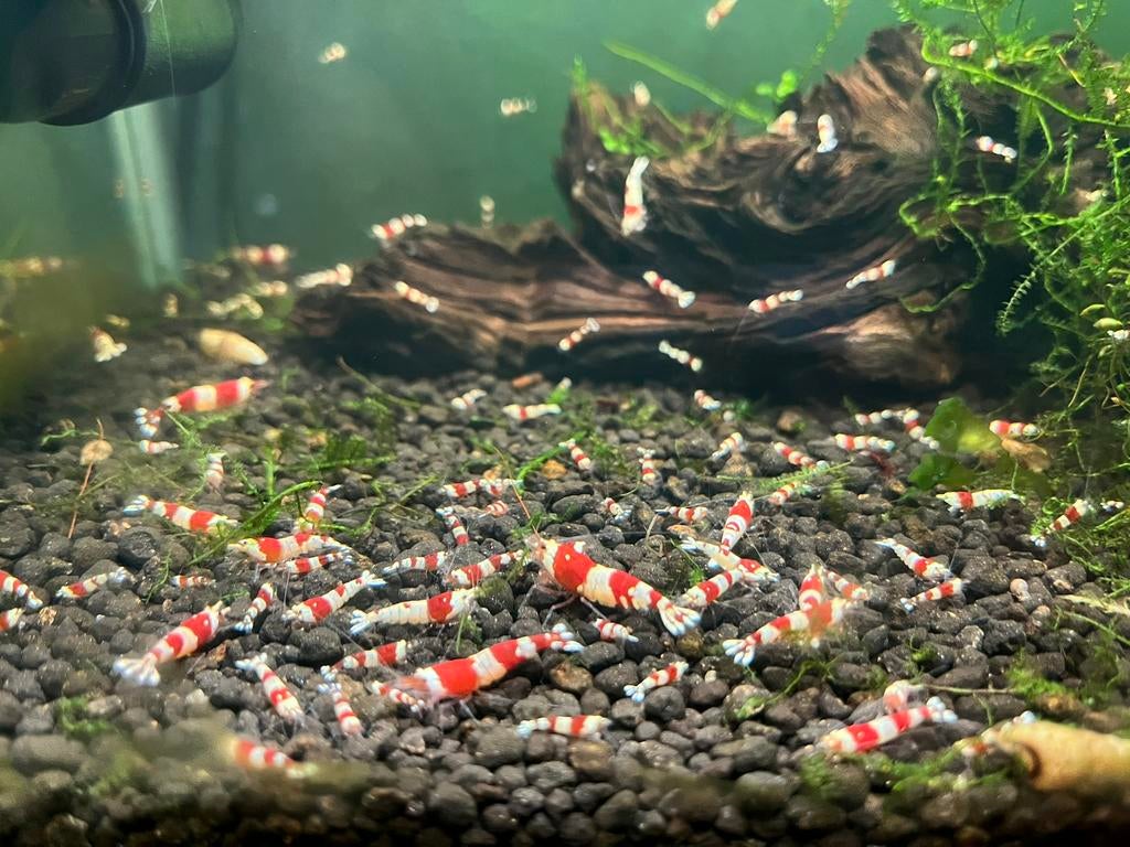Crystal Red Garnalen, CRS op Kraanwater, Dieren en Toebehoren, Vissen | Aquariumvissen, Kreeft, Krab of Garnaal