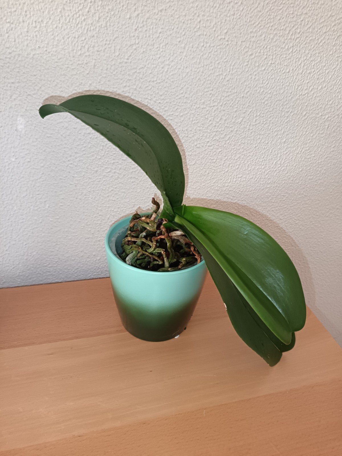 Orchidee (met pot), Ophalen, Halfschaduw, Minder dan 100 cm