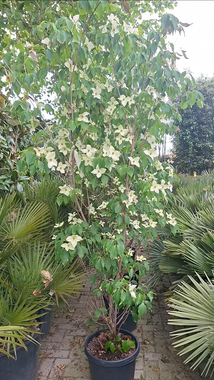 Cornus kousa china girl 200-250cm, kornoelje, Ophalen, Overige soorten, Volle zon