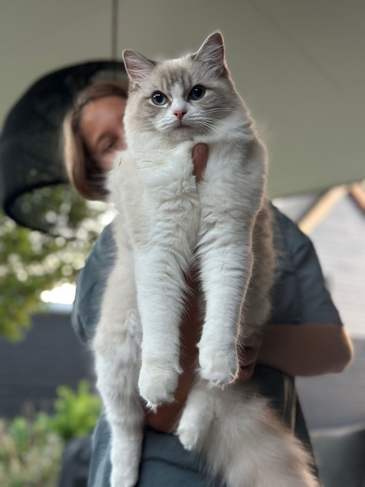 Ragdoll kittens met stamboom- La Belle Vie Ragdolls, Dieren en Toebehoren, Katten en Kittens | Raskatten | Langhaar, Meerdere dieren