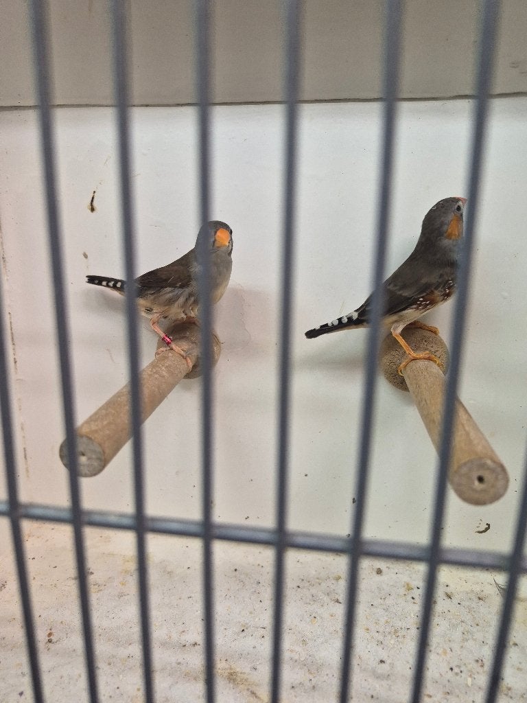 Koppel Zeer kleine zuiver timor zebravinken TT klassen, Meerdere dieren, Tropenvogel, Geringd