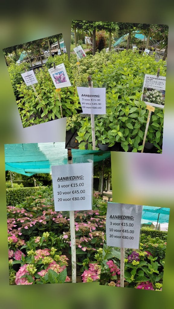 AANBIEDING!!! PLUIMHORTENSIA'S e.a. 3 voor €15, 10 voor €45, Ophalen, Overige soorten, Halfschaduw