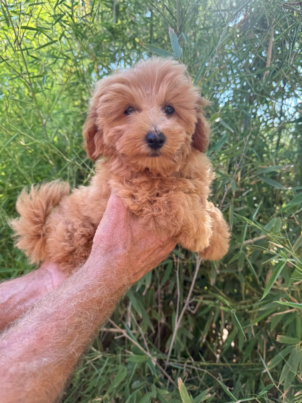 Maltipoo s, Fokker | Hobbymatig, 15 weken tot 1 jaar, Overige rassen, Buitenland