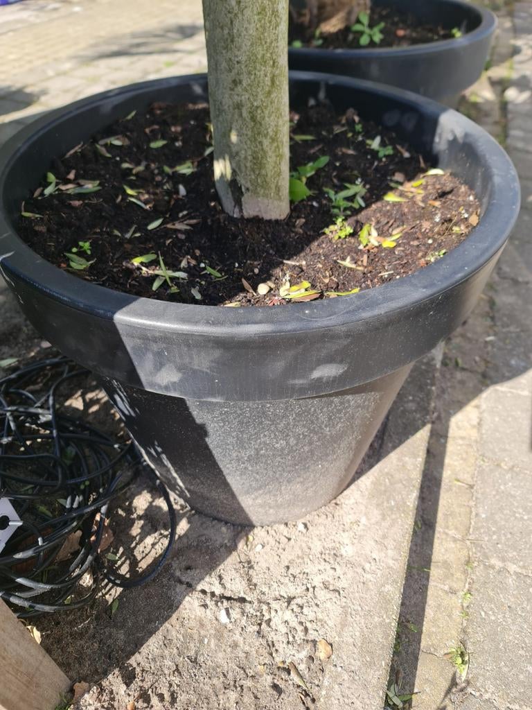 2 zwarte grote plastic bloempotten, Tuin en Terras, Bloembakken en Plantenbakken, Ophalen, Rond, Kunststof, 30 tot 60 cm