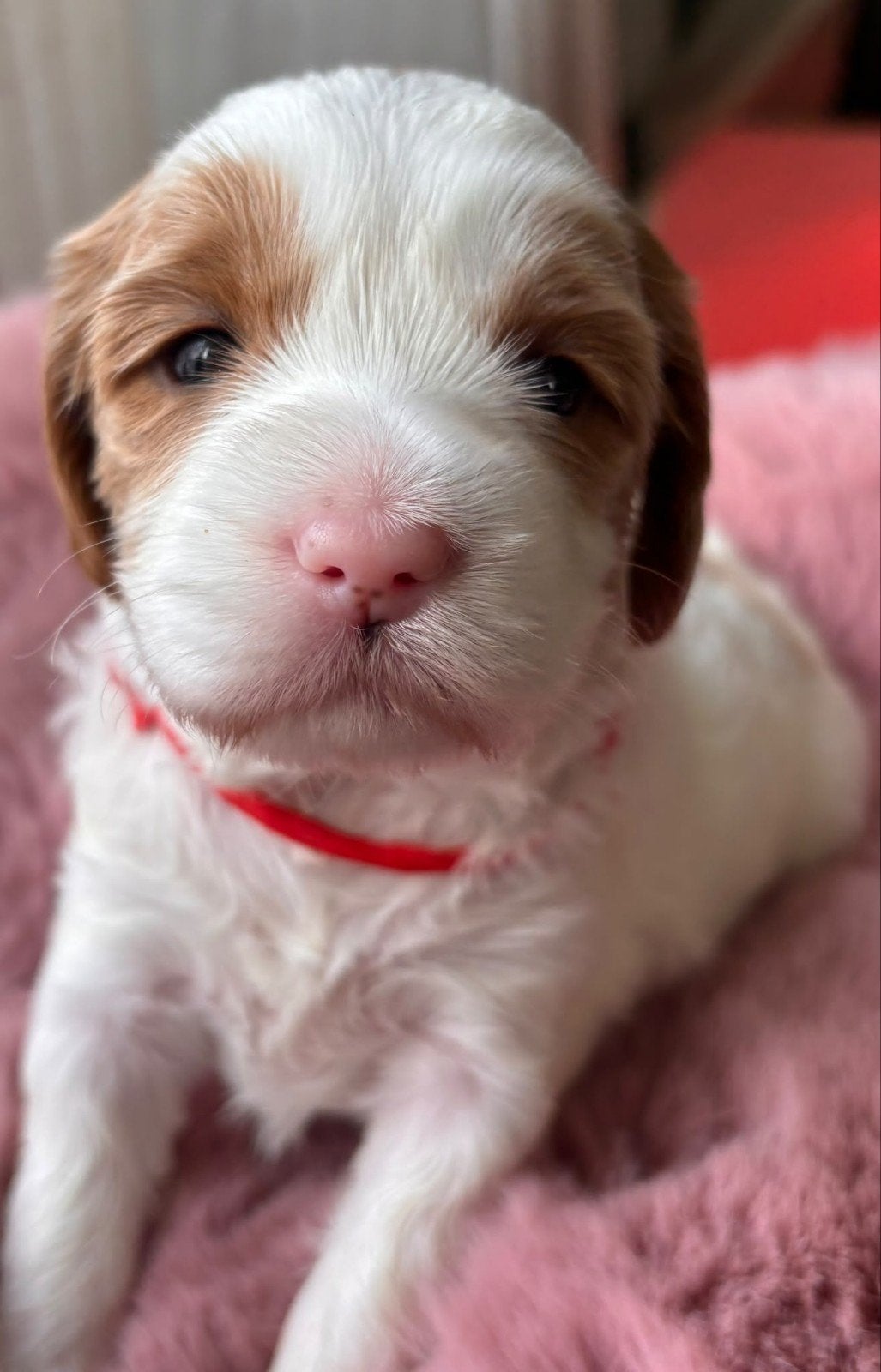 Australian labradoodle teefje zoekt gastgezin, Overige rassen, 8 tot 15 weken, Teef, Eén hond