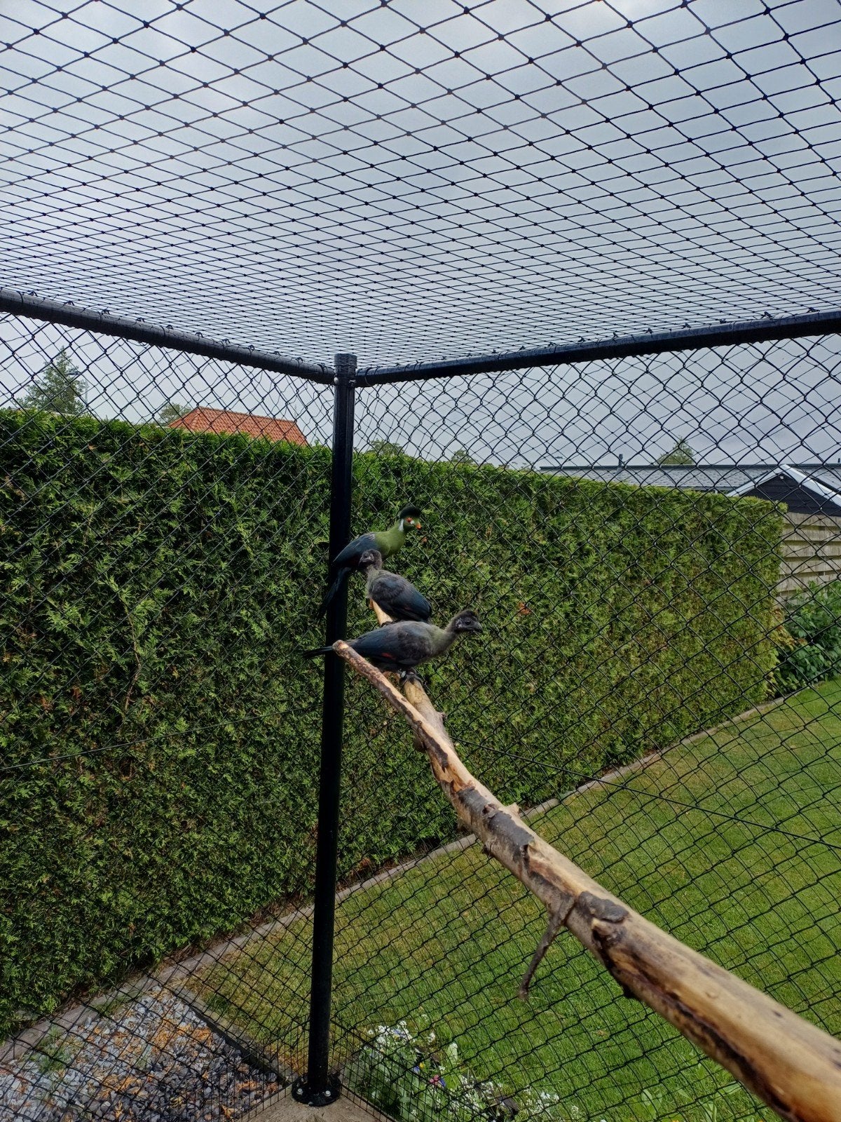 Witwangtoerako toerako, Dieren en Toebehoren, Vrouwelijk