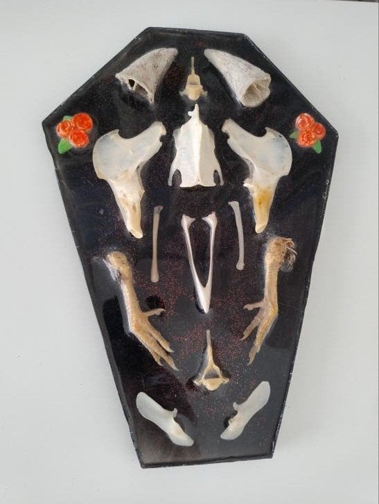 Curiosa, botten kunst, doodskist in epoxyhars gegoten, Ophalen of Verzenden, Nieuw, Opgezet dier