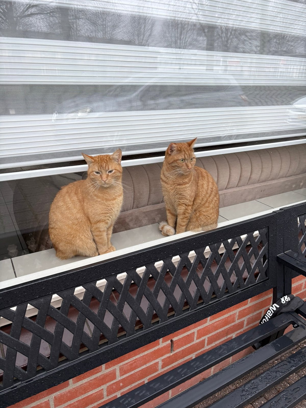 Gezocht: Gouden mandje voor Leo & Mia!, Meerdere dieren