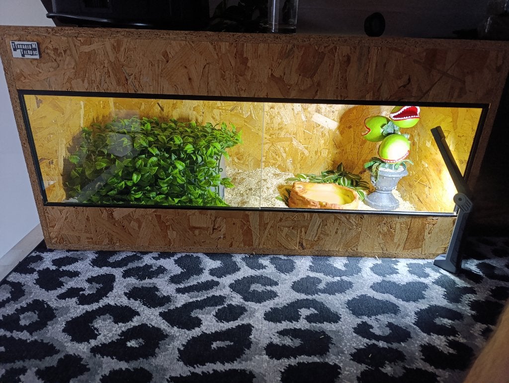 Rattenslang inc. Bak en toebehoren Rat Snake photo 2