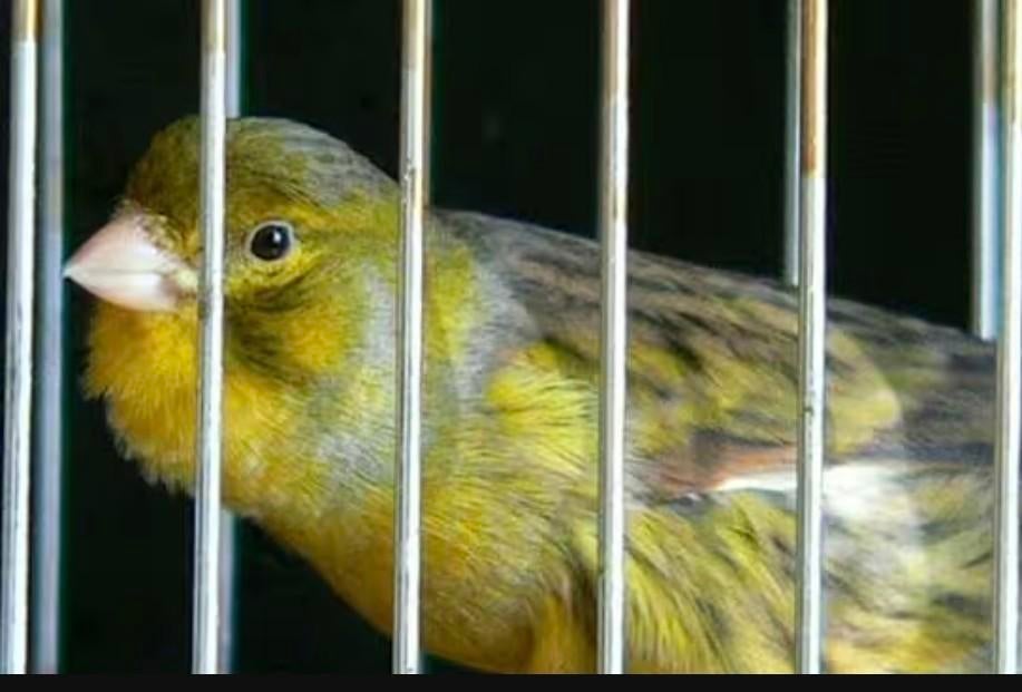 Groene Harzer man gezocht/te koop gevraagd., Dieren en Toebehoren, Vogels | Kanaries
