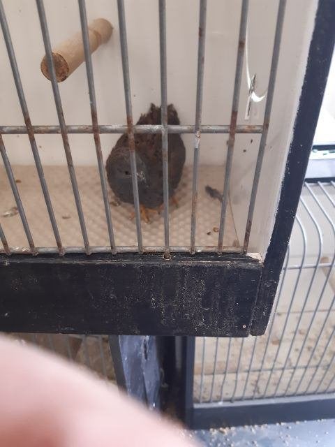 chinese dwergkwartels te koop, Meerdere dieren, Tropenvogel, Tam