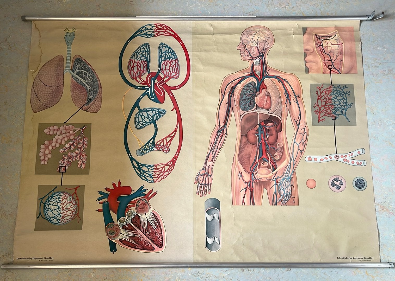 Schoolplaat anatomie luchtwegen / circulatie, Ophalen of Verzenden, Natuur en Biologie