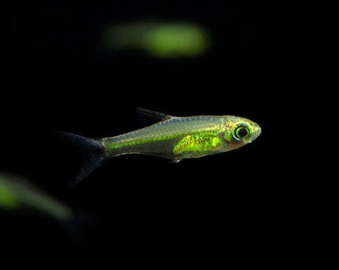 Microdevario Kubotai - Smaragd Dwergrasbora - Koidream, Vis, Zoetwatervis