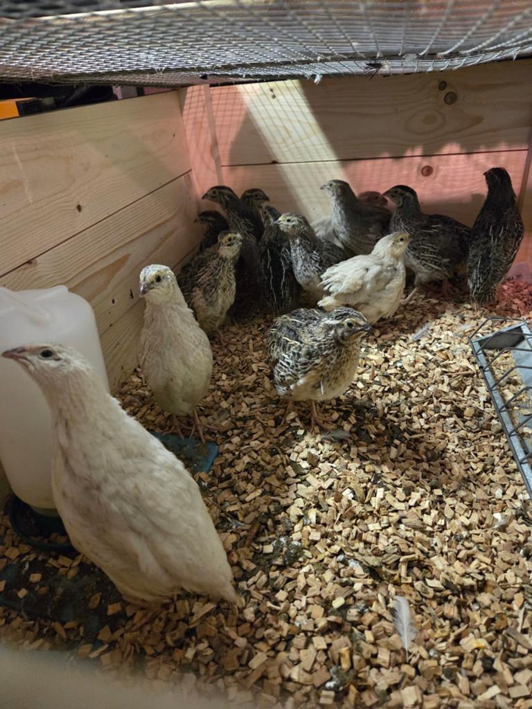 Jonge japanse kwartels hennen en hanen, Dieren en Toebehoren, Pluimvee, Meerdere dieren, Overige soorten