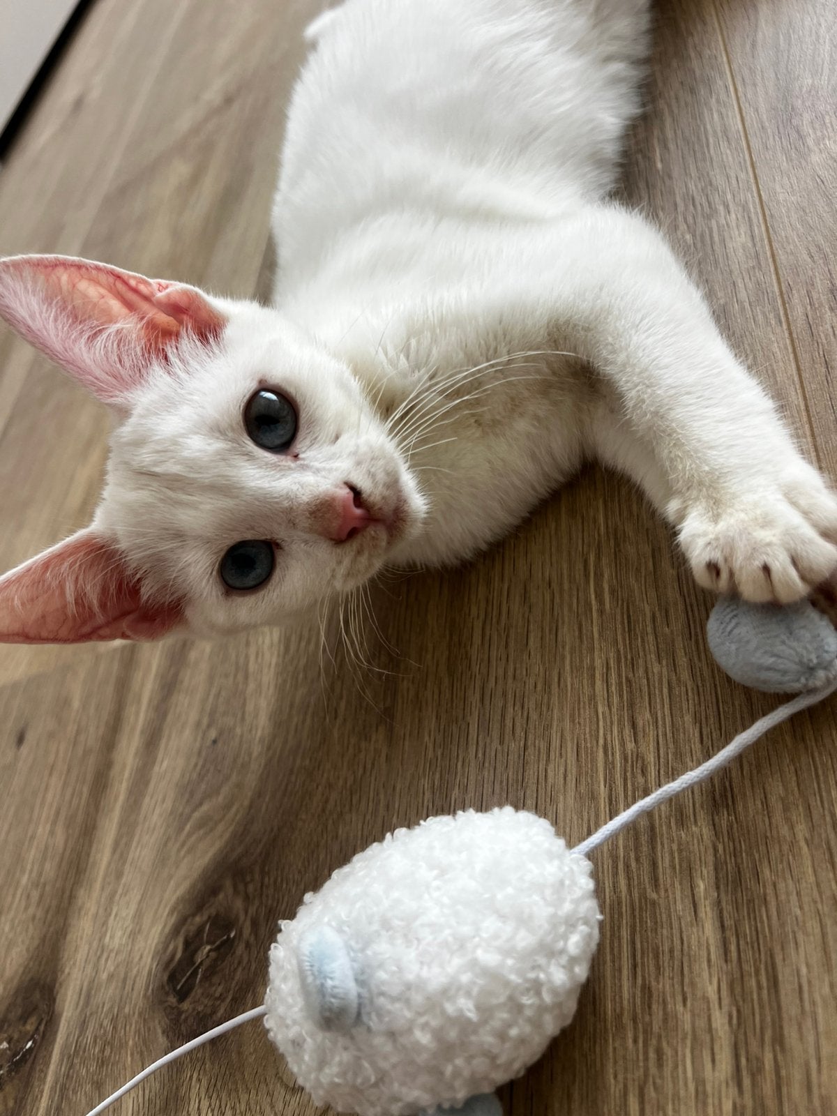 Kitten wit, Kater, Ontwormd, 0 tot 2 jaar