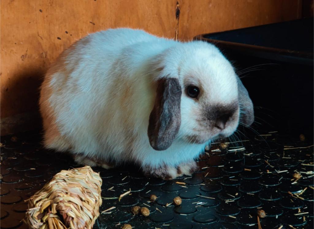 Knappe en super lieve nhd/minilop ram, Dieren en Toebehoren, Konijnen, Dwerg, Mannelijk, 0 tot 2 jaar, Hangoor
