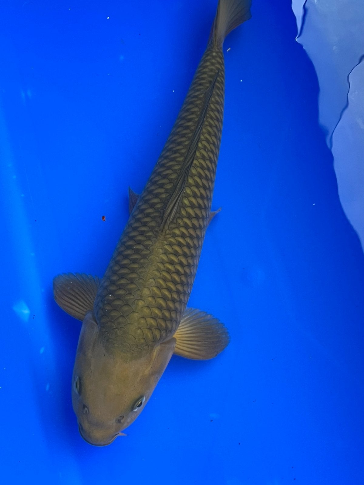 Chagoi met een zeer mooi netpatroon, Karper of Koi
