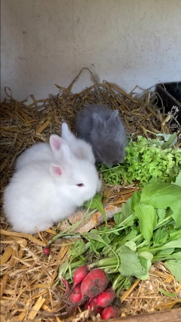 Lieve Teddy Dwerg konijntjes, Dieren en Toebehoren, Konijnen, Meerdere dieren, Dwerg, 0 tot 2 jaar