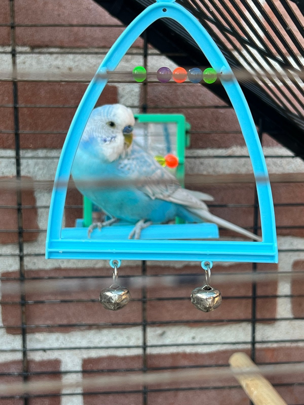 Parkieten, Meerdere dieren, Parkiet, Tam