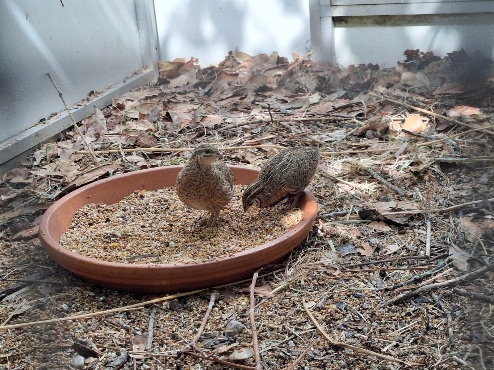 te koop: harlekijn kwartels, Dieren en Toebehoren, Vogels | Overige Vogels, Meerdere dieren