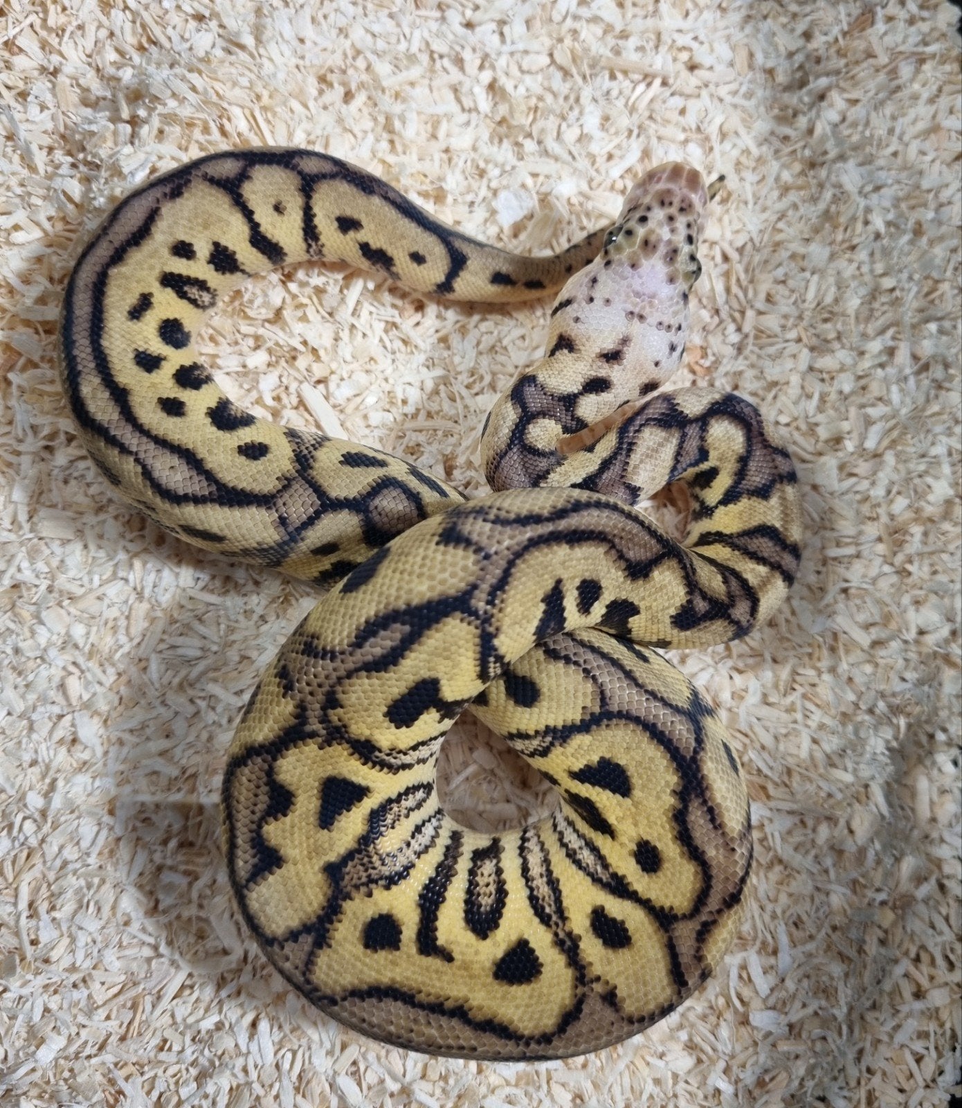 0.1 spotnose pastel clown koningspython Ball Python photo 2