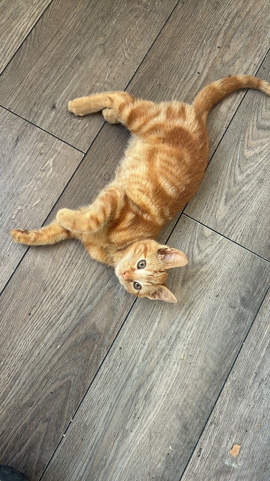 3 maanden oude kat, Meerdere dieren