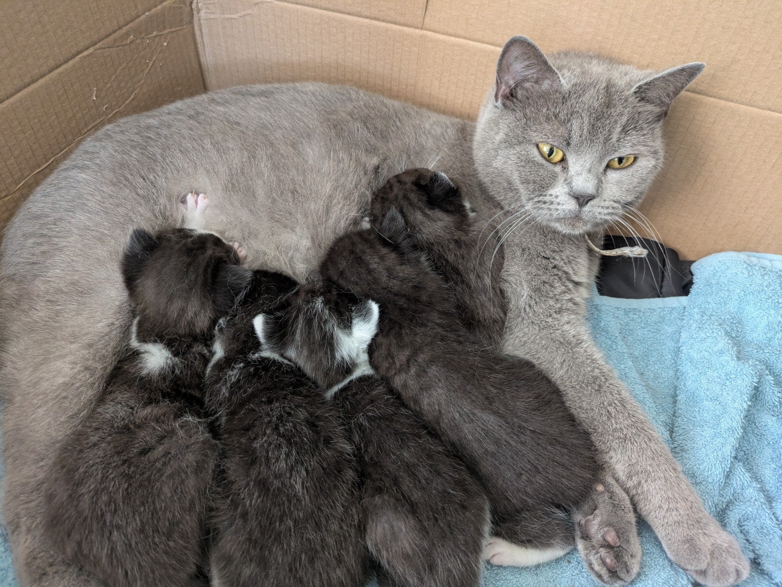Lieve (half Britse Korthaar) kittens te koop, Meerdere dieren, Ontwormd