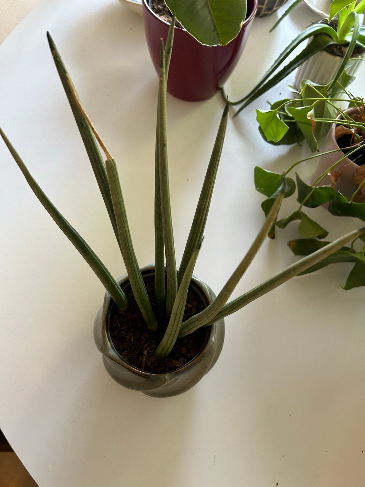 Sanseveria in mooie pot, 40cm hoog, Ophalen, Minder dan 100 cm