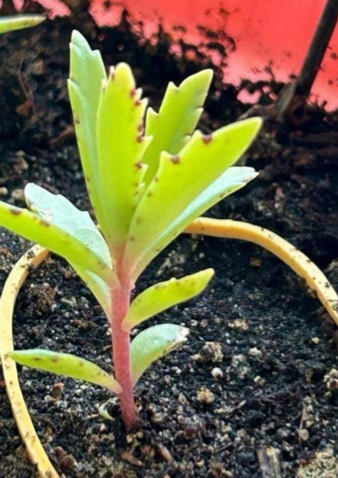 Gele oranjeachtig 💛🧡💛, Vetplant, Verzenden, Minder dan 100 cm, Bloeiende kamerplant