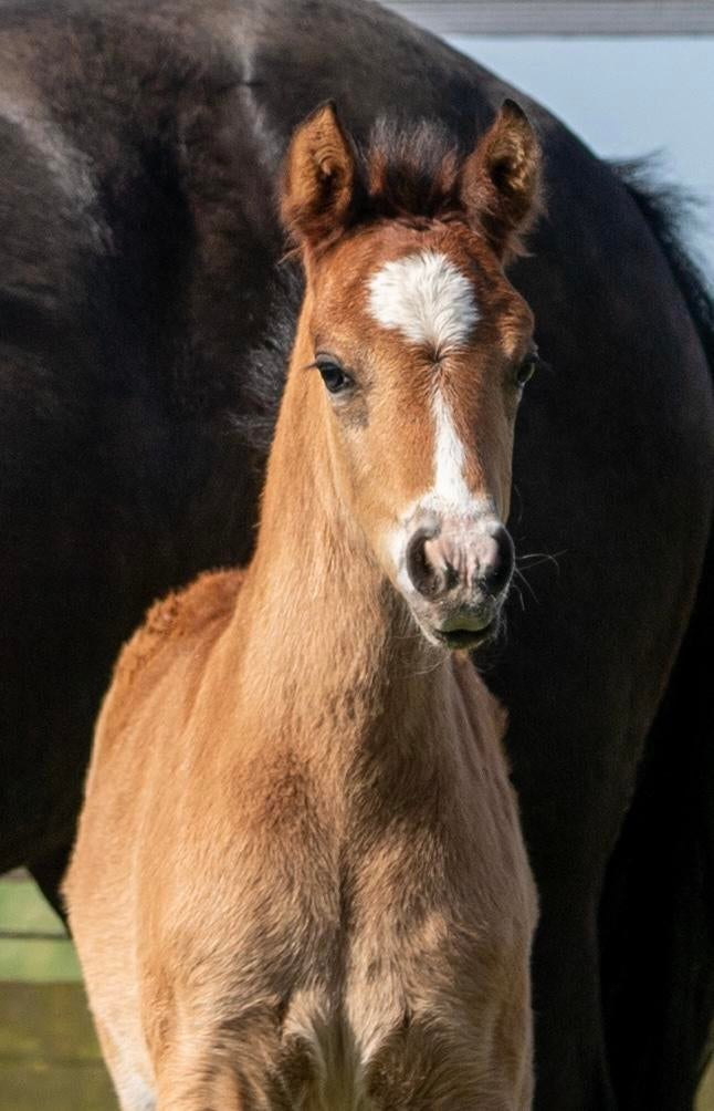 Super knap Welsh NWR hengstveulen, Met stamboom, Dressuurpony, Niet van toepassing, 0 tot 2 jaar