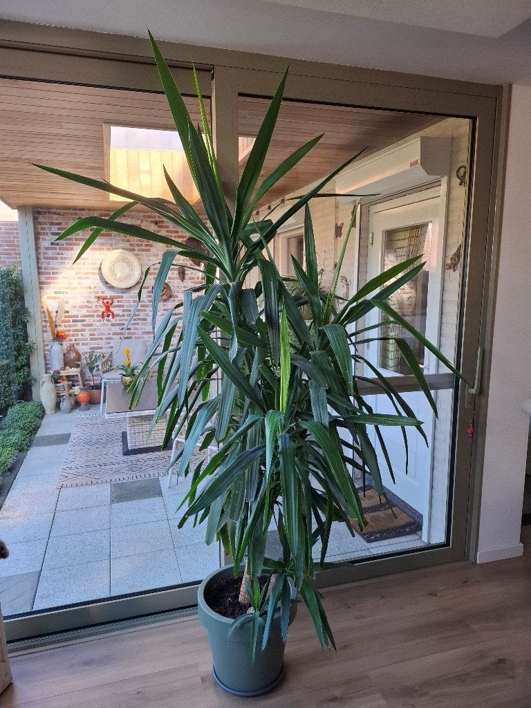 Grote Yucca plant, Ophalen, 200 cm of meer, Halfschaduw, In pot