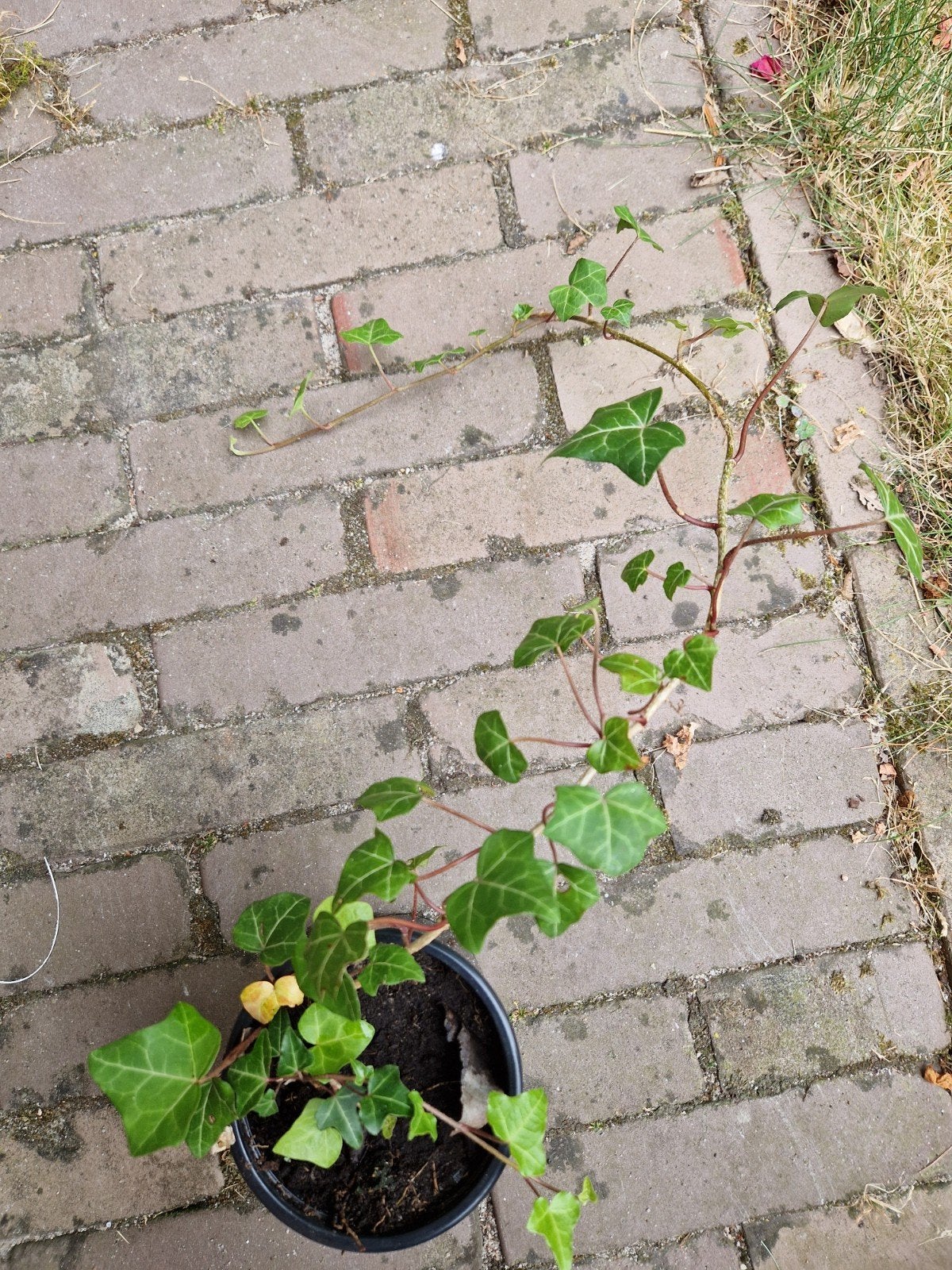 Klimop (Hedera helix), Ophalen, Vaste plant, Bloeit niet, Halfschaduw