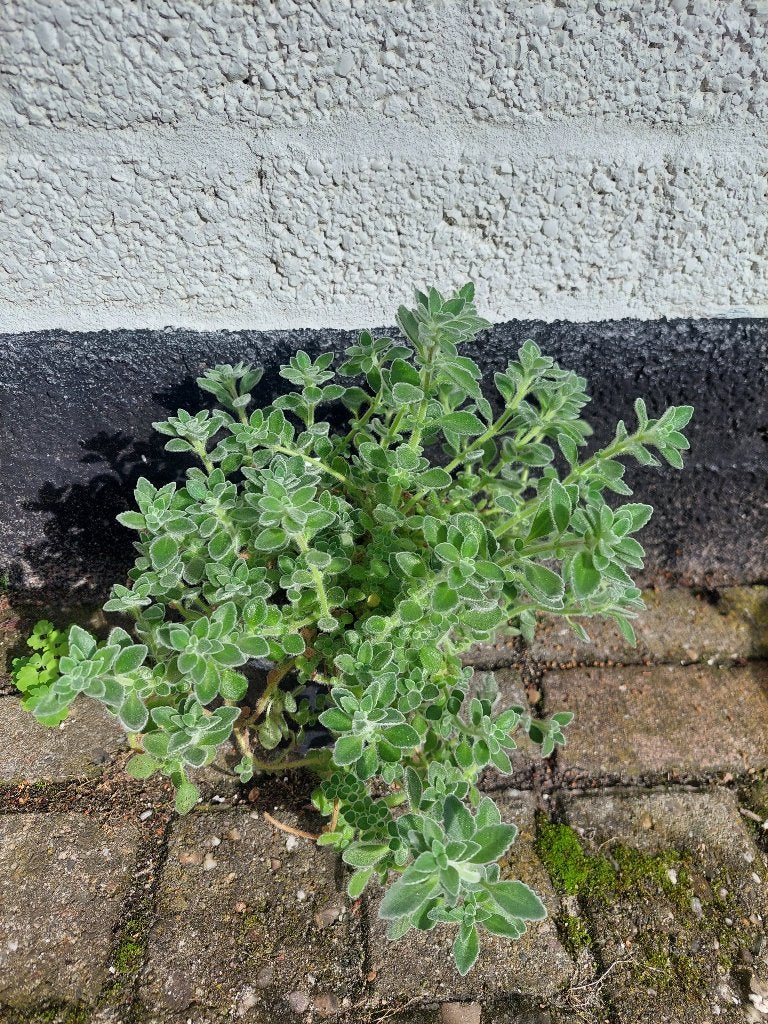 Plectranthus amboinicus Vijf-in-een-kruid keukenkruid Afrika, Ophalen of Verzenden, Overige soorten, Halfschaduw, Minder dan 100 cm