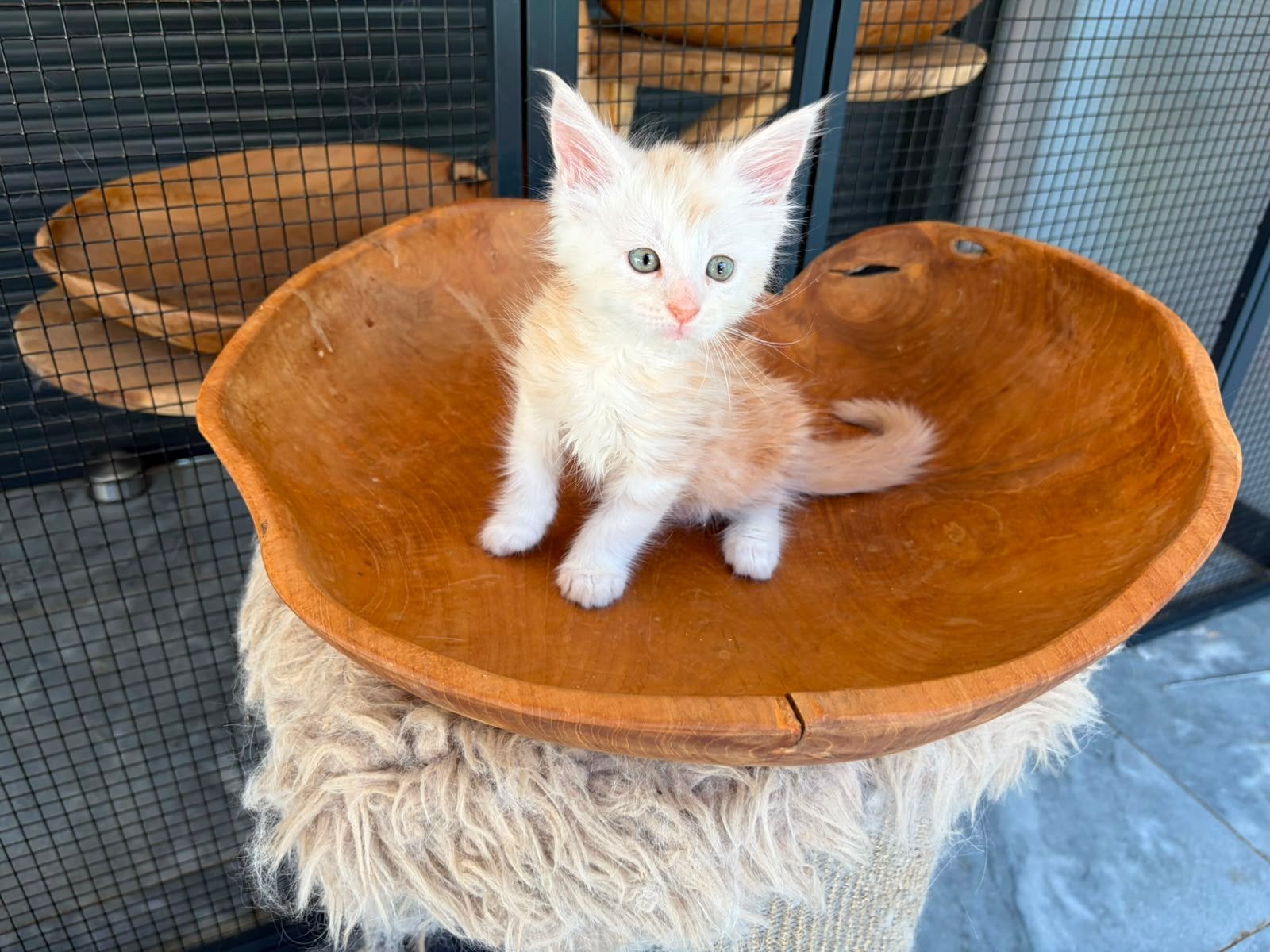 Mooie maine coon kittens uit Russische lijnen, Meerdere dieren
