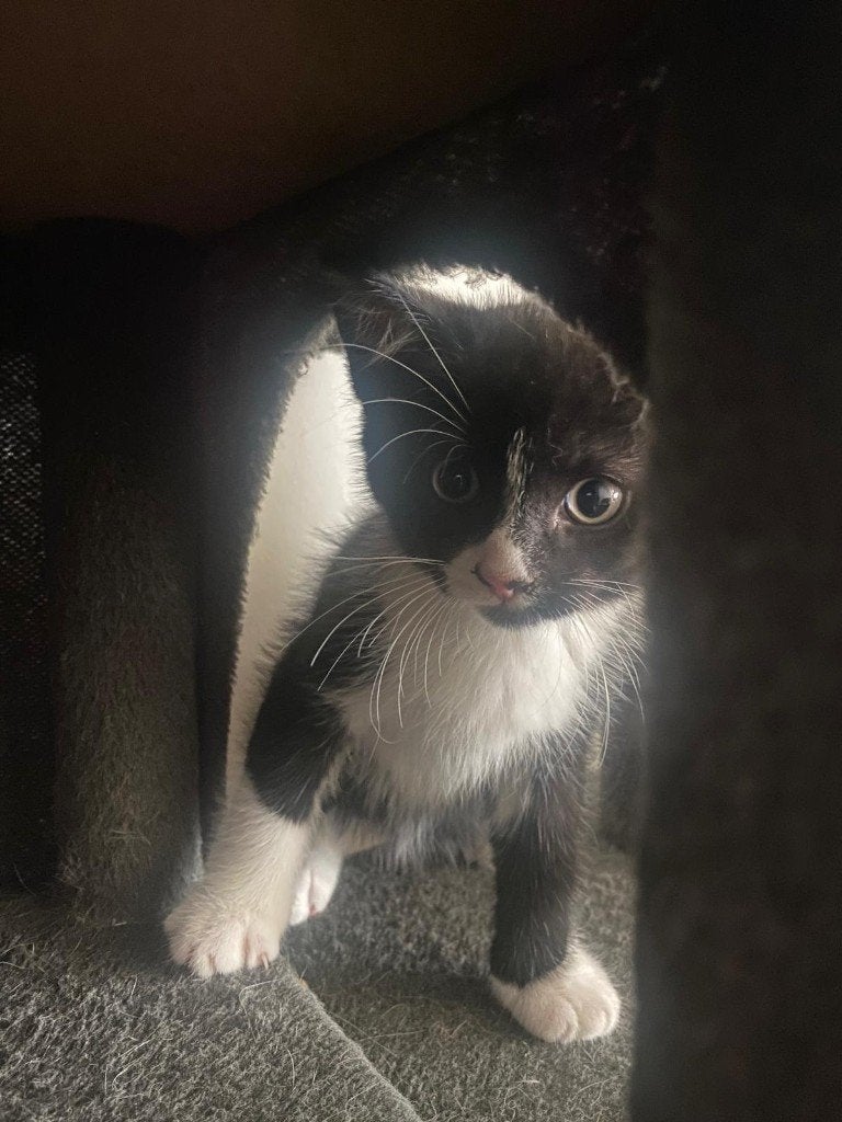 De laatste 2 kittens uit nest van 8. Klaar om te verhuizen!, Meerdere dieren, Ontwormd