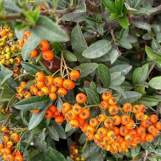 Vuurdoorn,stekelige klimplant,heester goed voor vogels., Ophalen, Vaste plant, Overige soorten, Volle zon