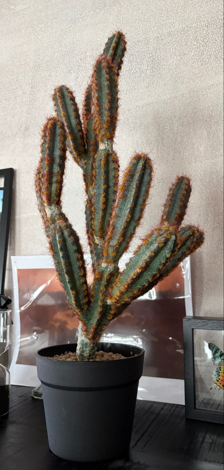 Kunstcactus in Pot - Realistisch & Onderhoudsvrij, Ophalen, Binnen, Groen, Kunstplant