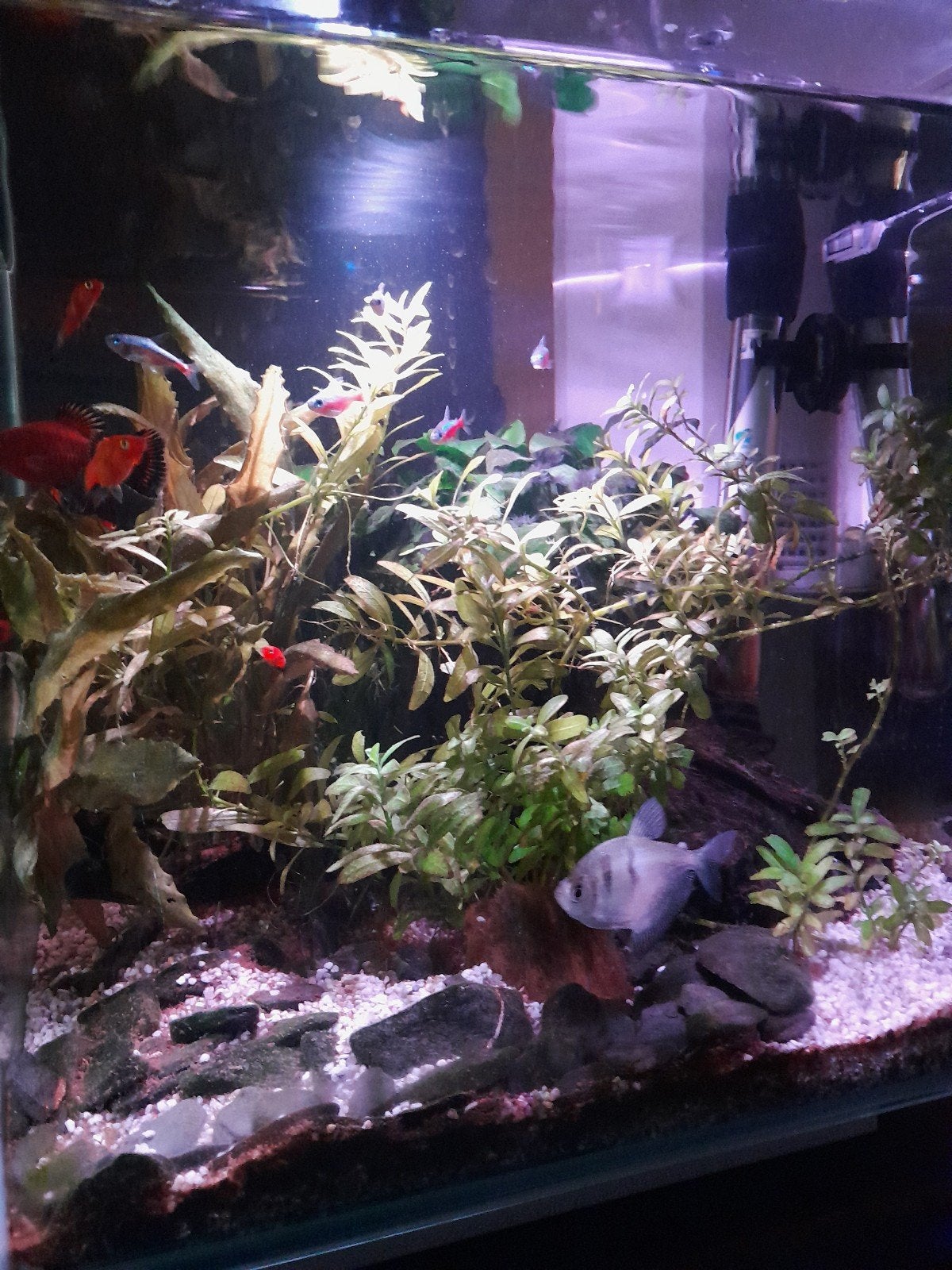 Aquarium, Dieren en Toebehoren, Gebruikt, Overige typen, Overige merken, Ophalen of Verzenden
