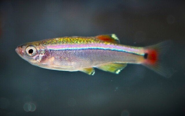 Hobbyaquarium Chinese Danio aanbieding september, Vis, Zoetwatervis, Schoolvis