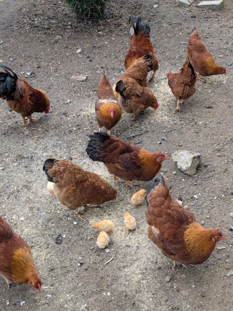 New Hampshire kriel, Dieren en Toebehoren, Pluimvee, Meerdere dieren, Kip