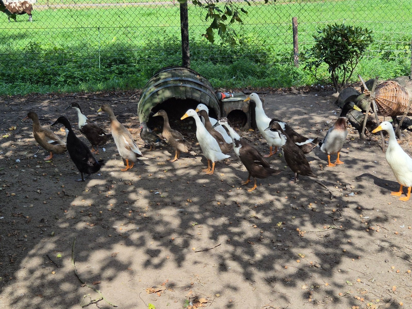 loopeenden wit, bont en wildkleur, Meerdere dieren, Eend