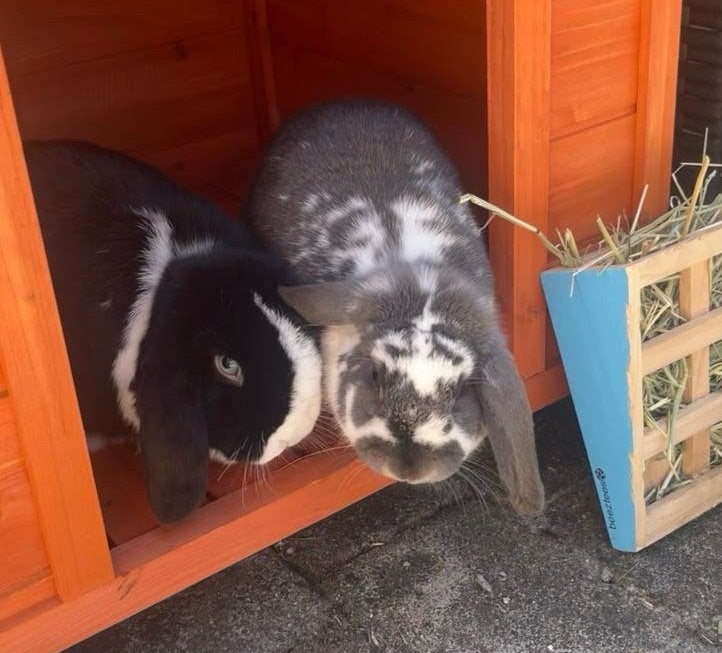 Wolfie & Misty zoeken een nieuw huisje, Dieren en Toebehoren, Konijnen, Meerdere dieren, Dwerg, Hangoor