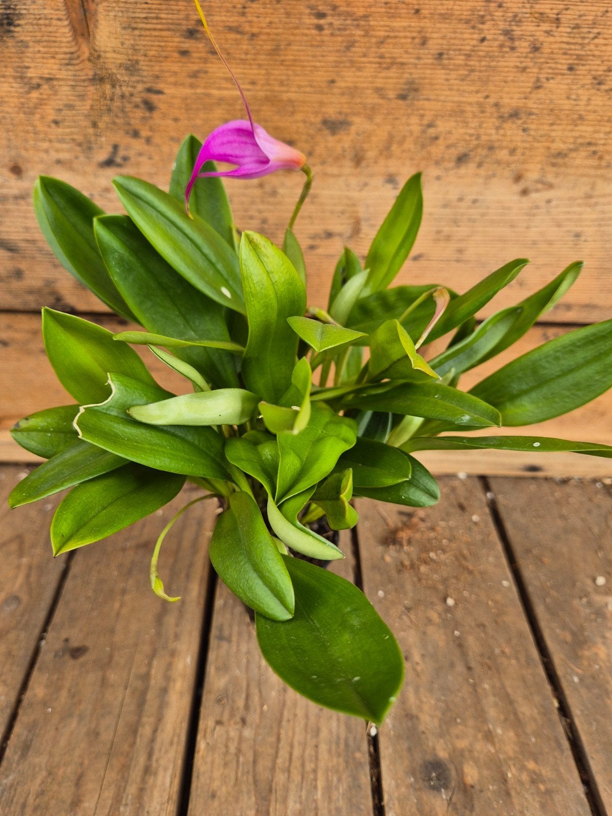 Orchidee Masdevallia p6 (1), Ophalen of Verzenden, Halfschaduw, Minder dan 100 cm