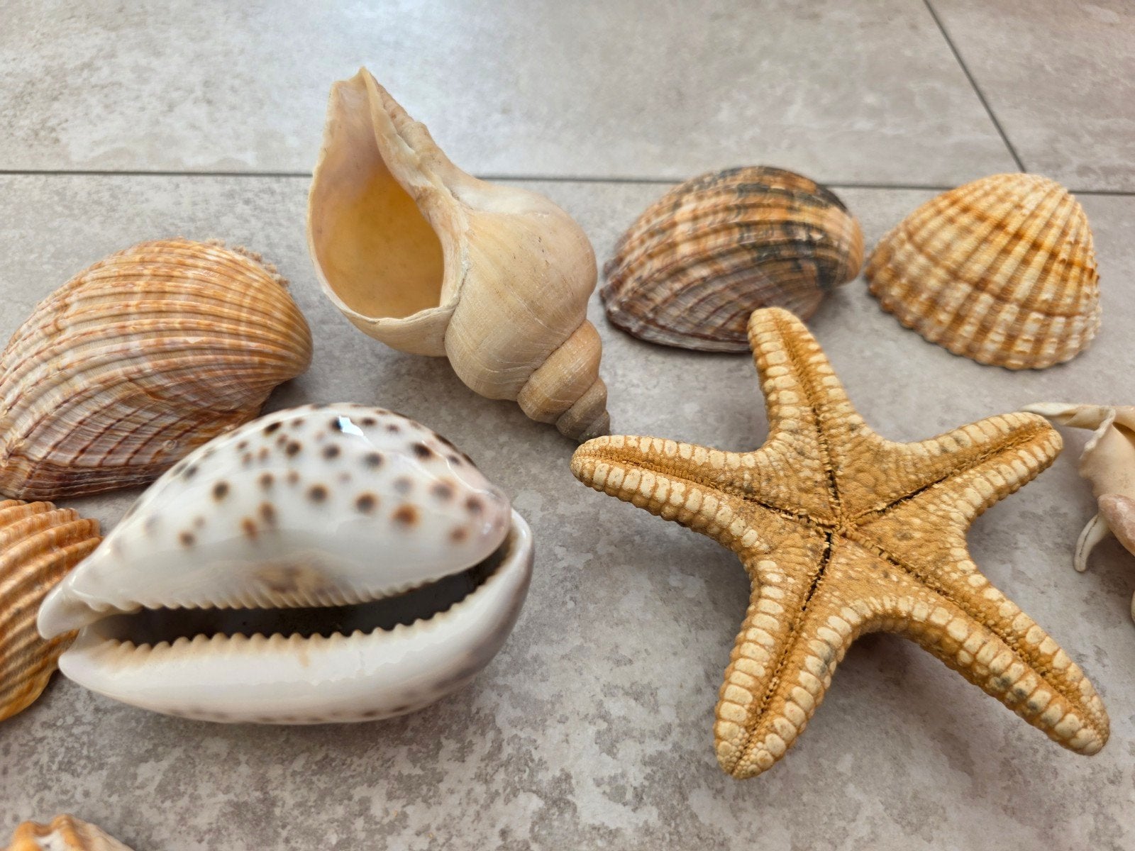 schelpenverzameling, Gebruikt, Beige, Mediterraans, Ophalen of Verzenden