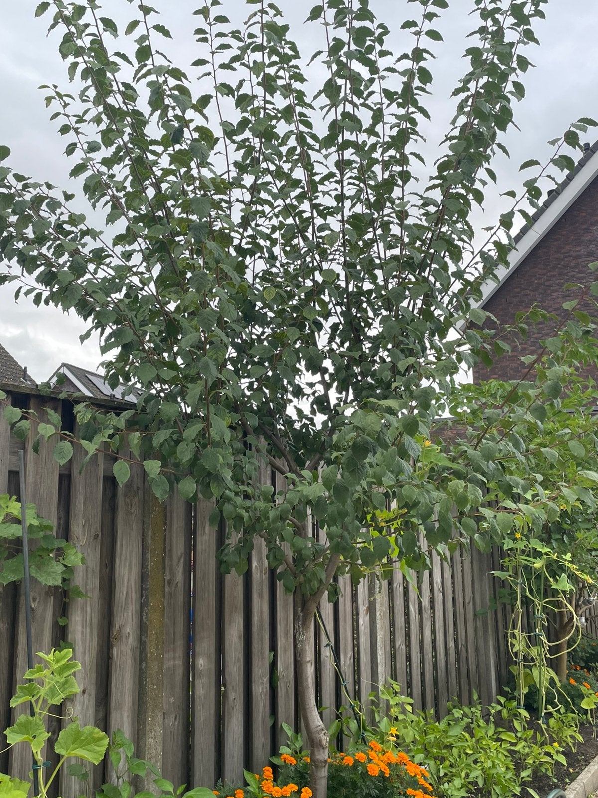 Pruimenboom, Ophalen, Overige soorten, Zomer